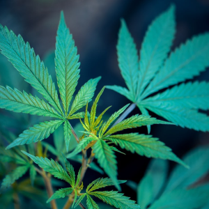 cannabis-and-hemp-law-glossary