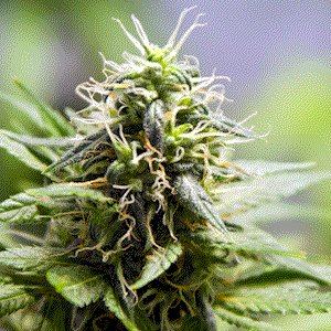 Cannabis and Hemp Law Glossary